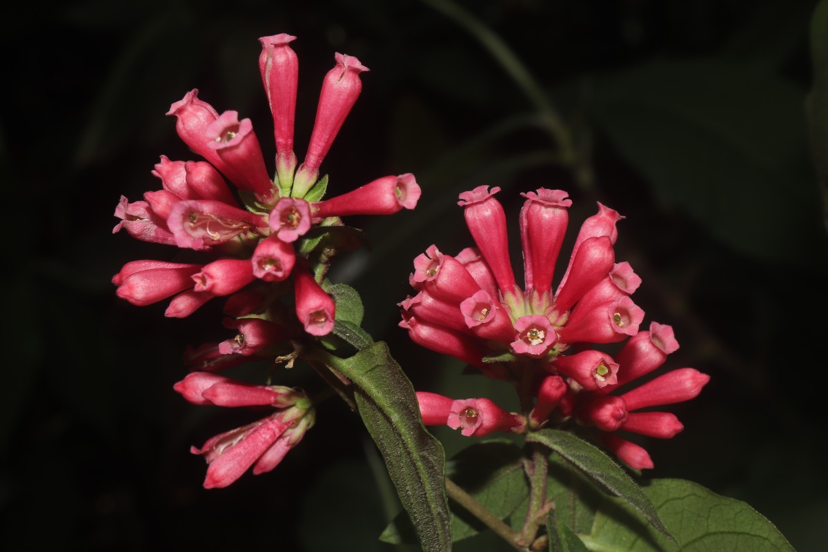 Cestrum elegans (Brongn. ex Neumann) Schltdl.